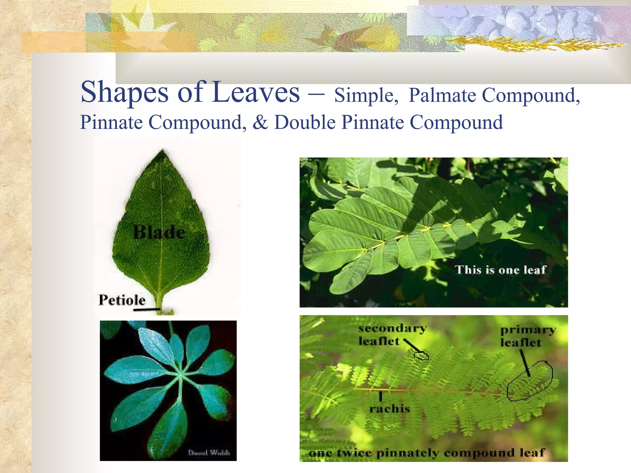 Shapes of Leaves –   Simple,   Palmate Compound, Pinnate Compound, & Double Pinnate Compound 