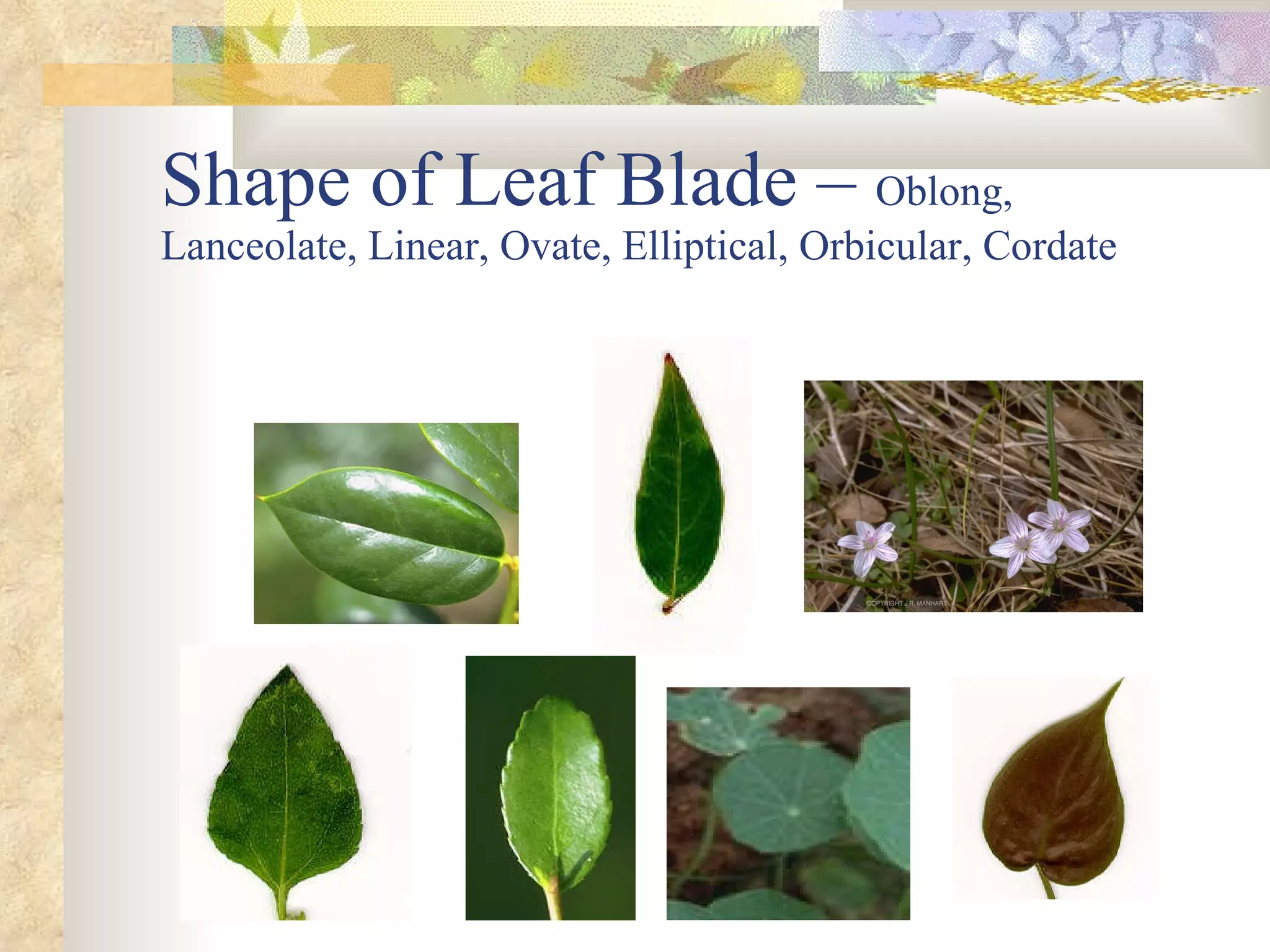 Shape of Leaf Blade –  Oblong, Lanceolate, Linear, Ovate, Elliptical, Orbicular, Cordate 