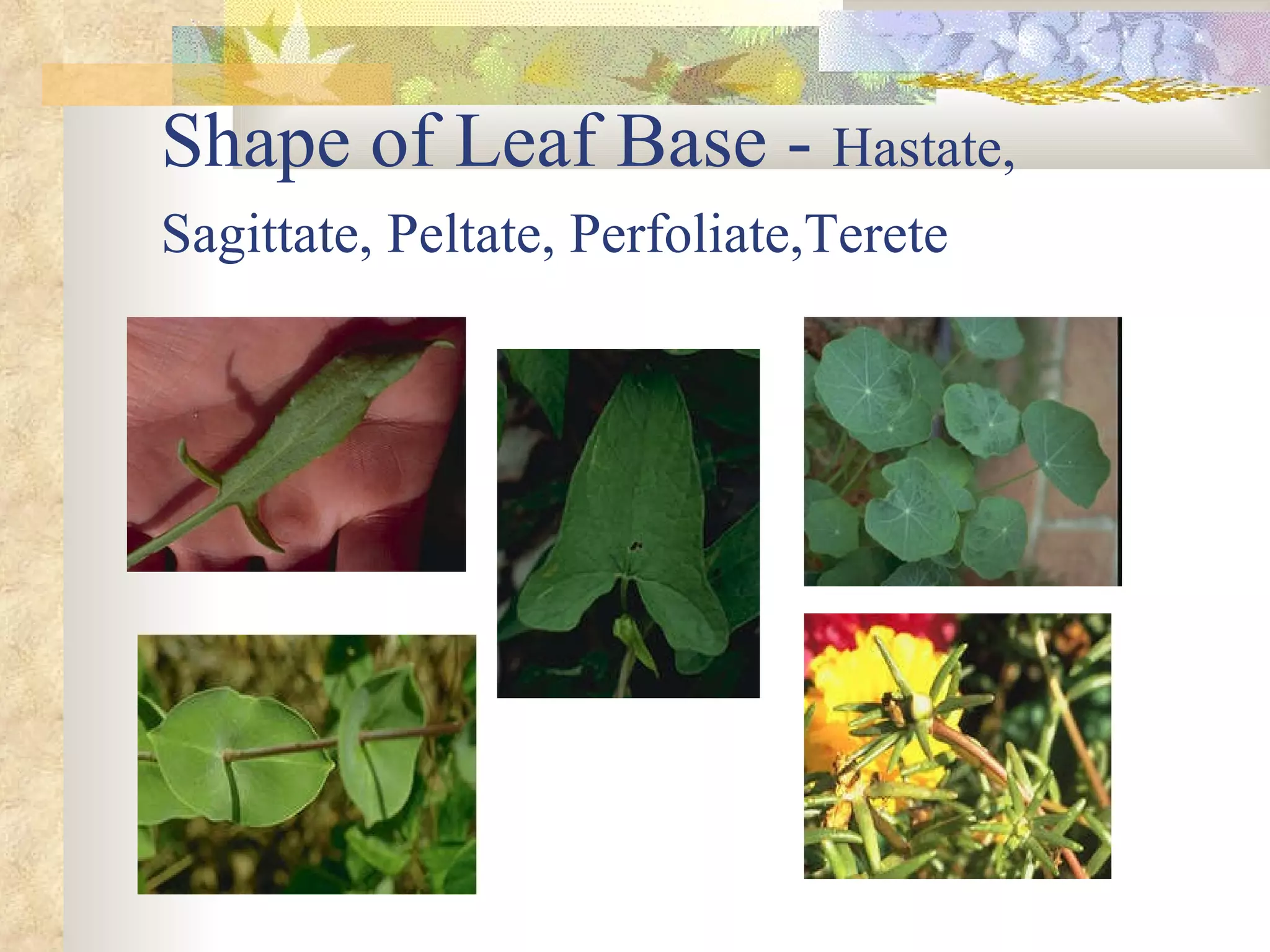 Shape of Leaf Base -  Hastate, Sagittate, Peltate, Perfoliate,Terete   