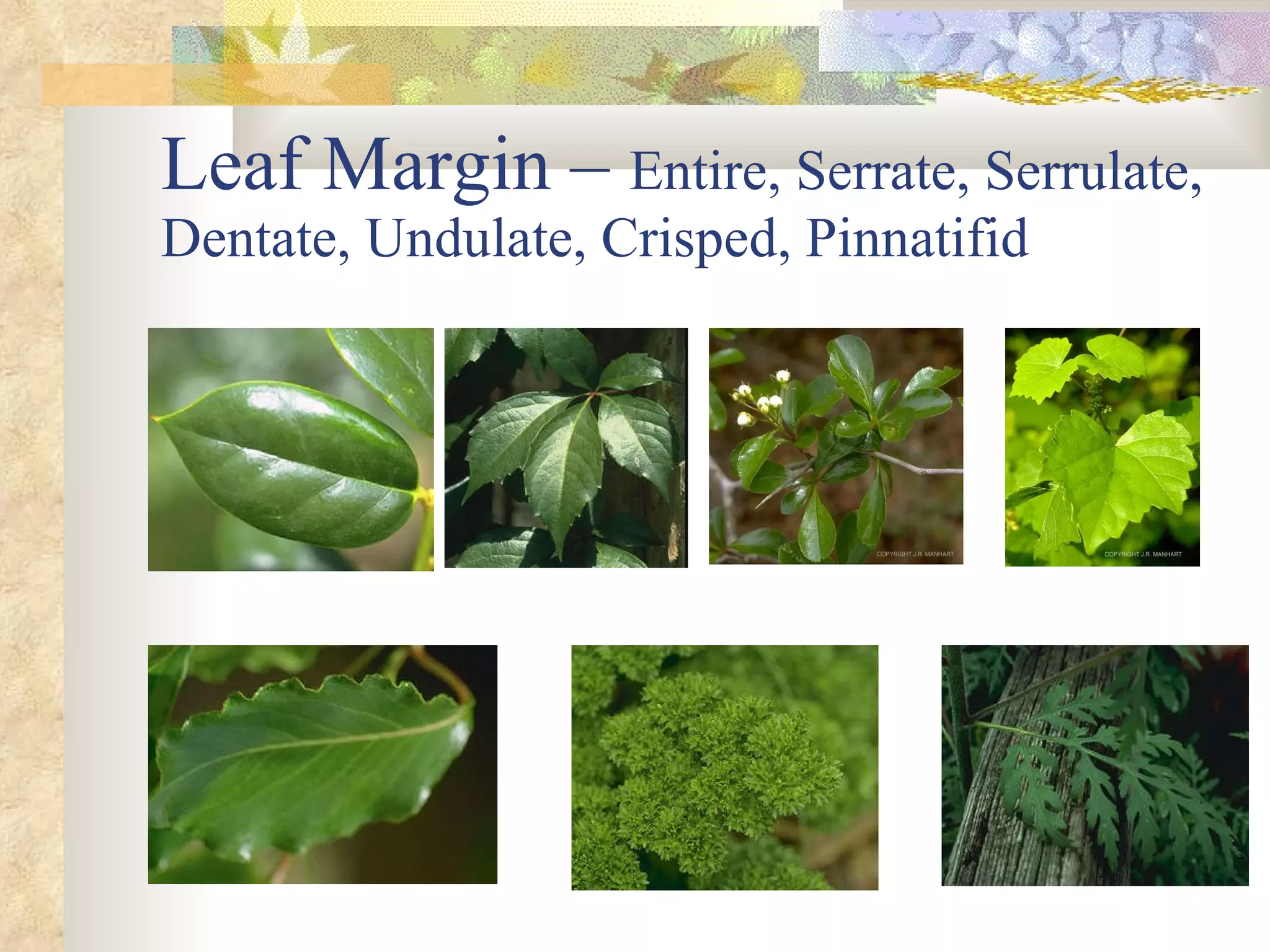Leaf Margin –  Entire, Serrate, Serrulate, Dentate, Undulate, Crisped, Pinnatifid 
