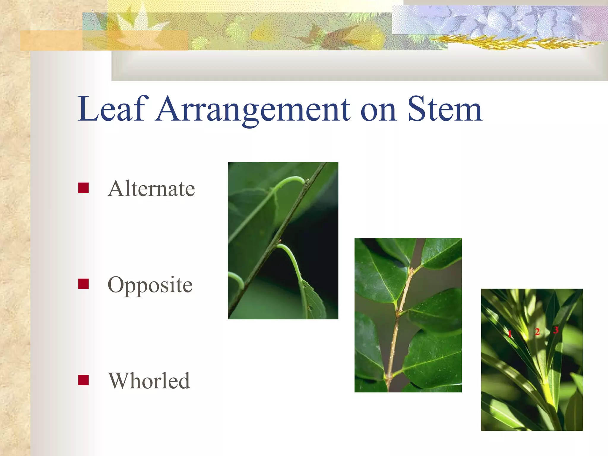 Leaf Arrangement on Stem Alternate Opposite Whorled 
