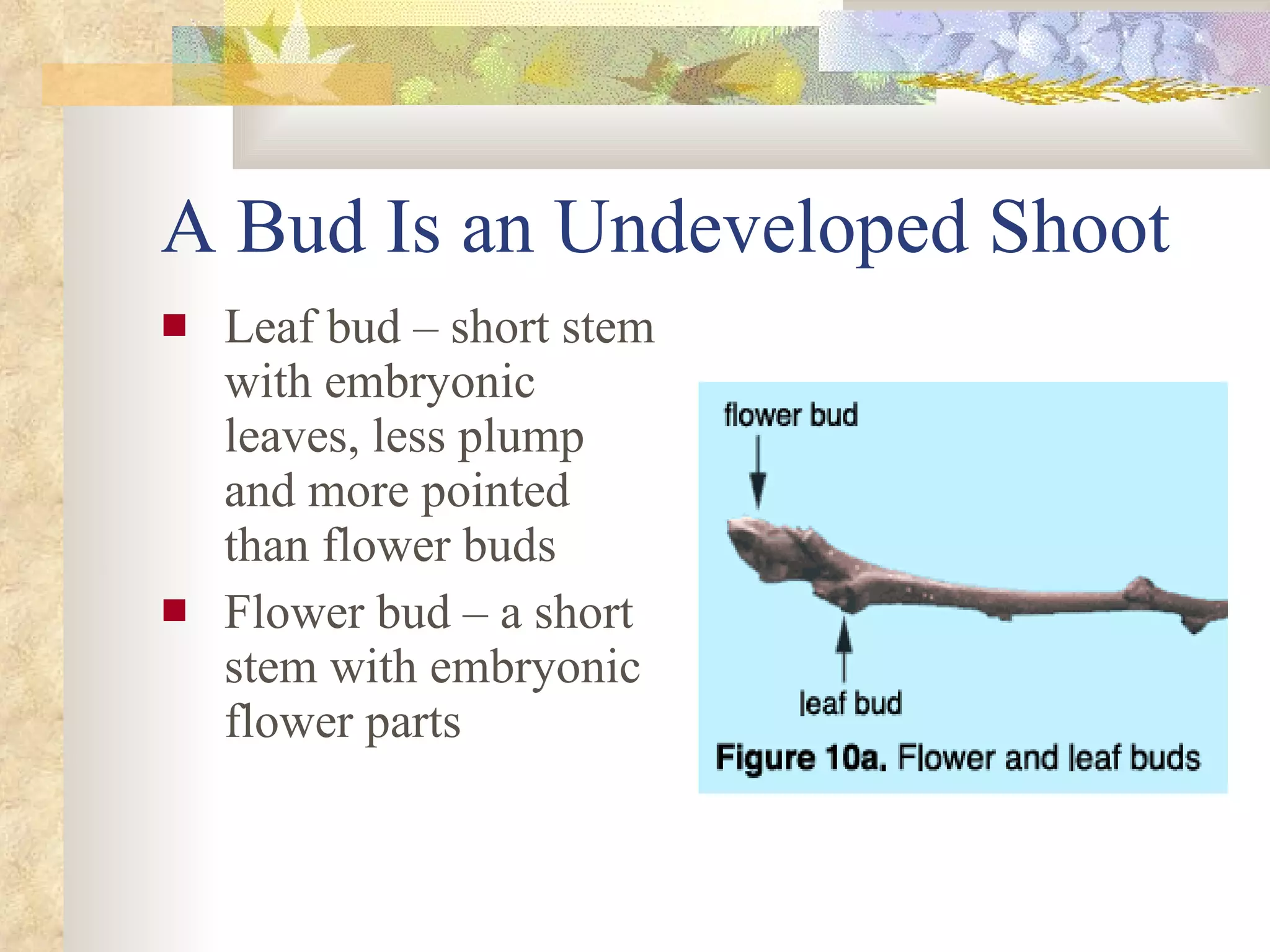 A Bud Is an Undeveloped Shoot Leaf bud – short stem with embryonic leaves, less plump and more pointed than flower buds Flower bud – a short stem with embryonic flower parts 