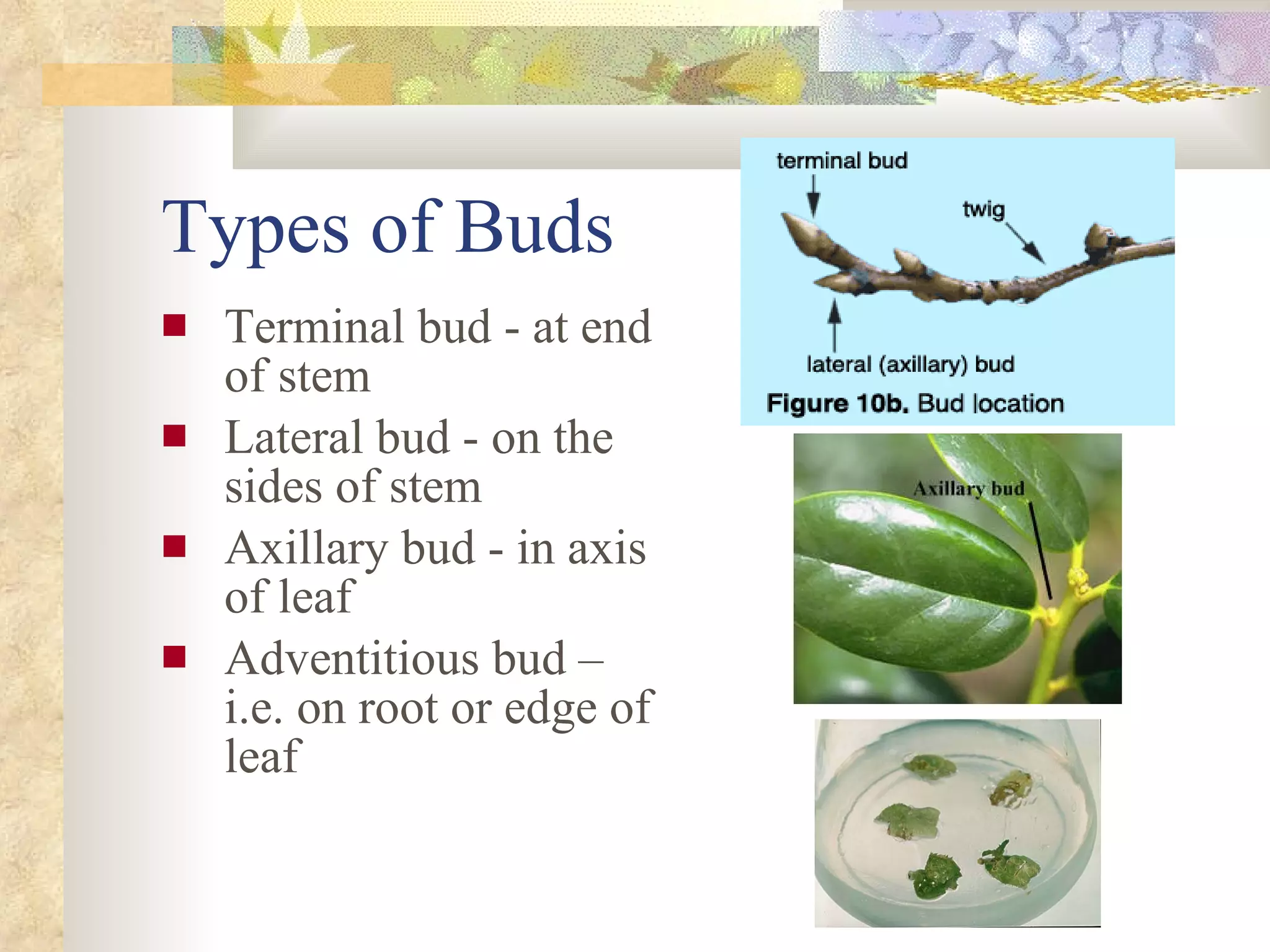 Types of Buds Terminal bud - at end of stem Lateral bud - on the sides of stem Axillary bud - in axis of leaf Adventitious bud – i.e. on root or edge of leaf 