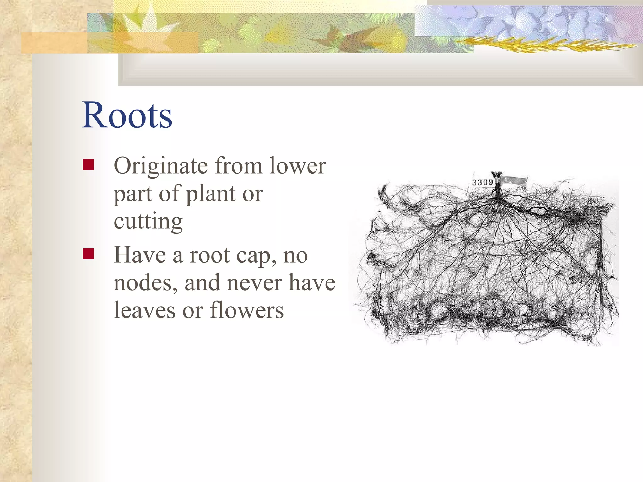 Roots  Originate from lower part of plant or cutting Have a root cap, no nodes, and never have leaves or flowers 