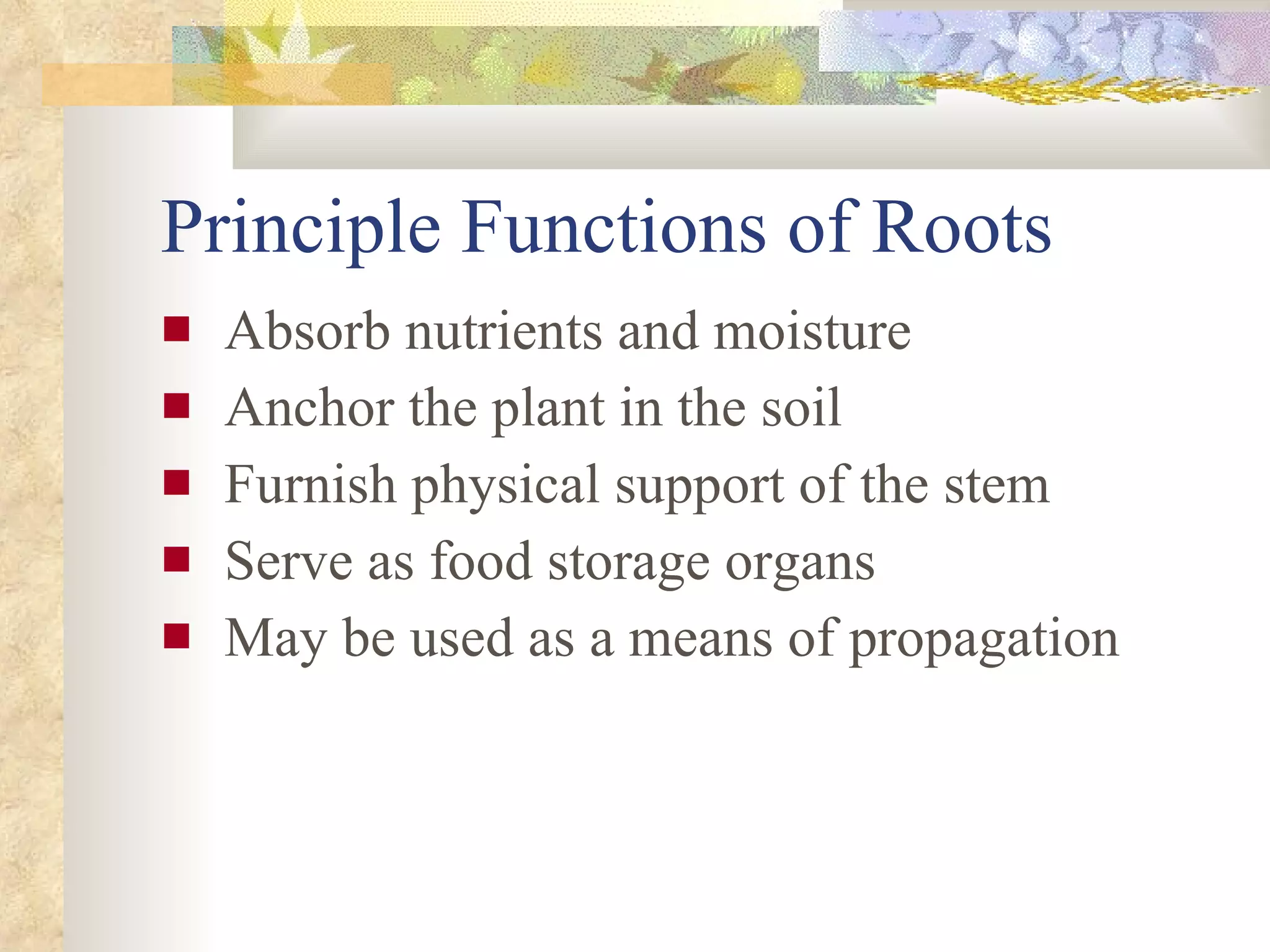 Principle Functions of Roots Absorb nutrients and moisture Anchor the plant in the soil Furnish physical support of the stem Serve as food storage organs May be used as a means of propagation 
