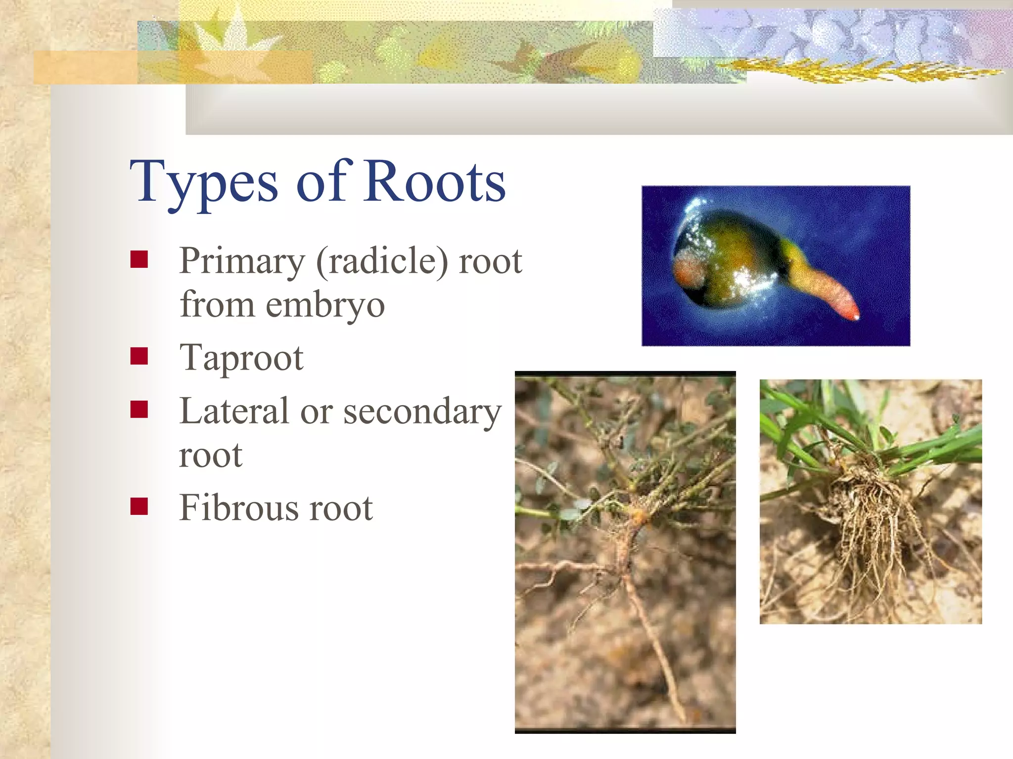 Types of Roots Primary (radicle) root from embryo  Taproot Lateral or secondary root Fibrous root  