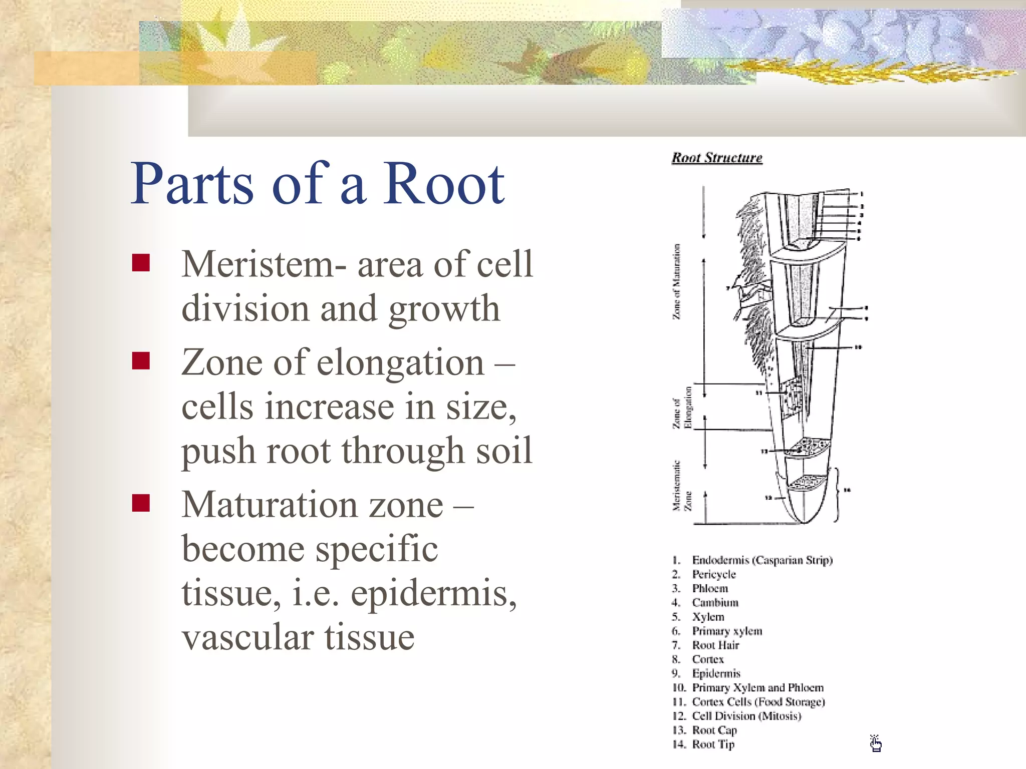 Parts of a Root Meristem- area of cell division and growth Zone of elongation – cells increase in size, push root through soil Maturation zone – become specific tissue, i.e. epidermis, vascular tissue   