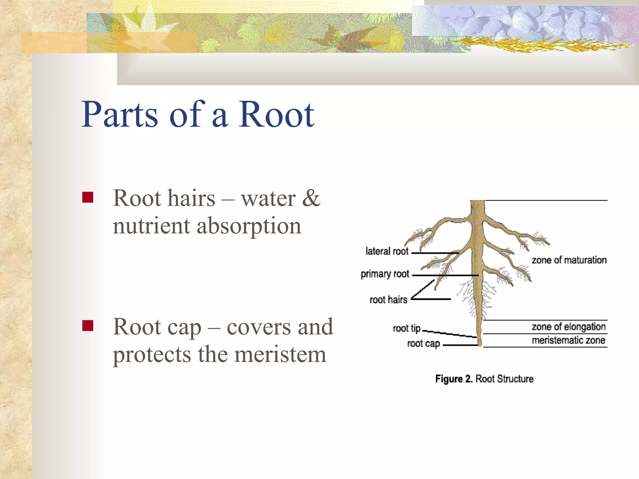 Parts of a Root Root hairs – water & nutrient absorption Root cap – covers and protects the meristem 