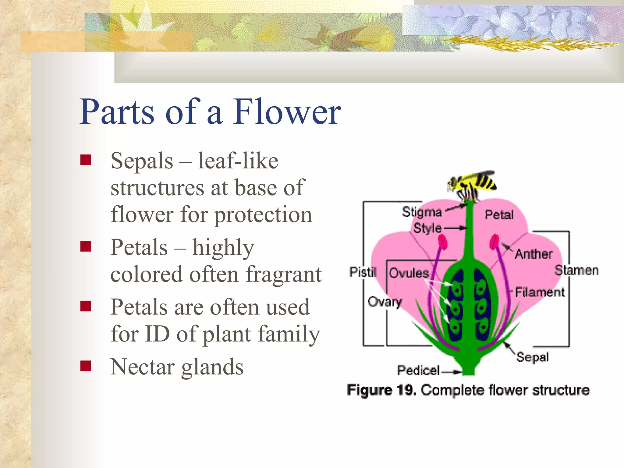 Parts of a Flower Sepals – leaf-like structures at base of flower for protection Petals – highly colored often fragrant Petals are often used for ID of plant family Nectar glands 