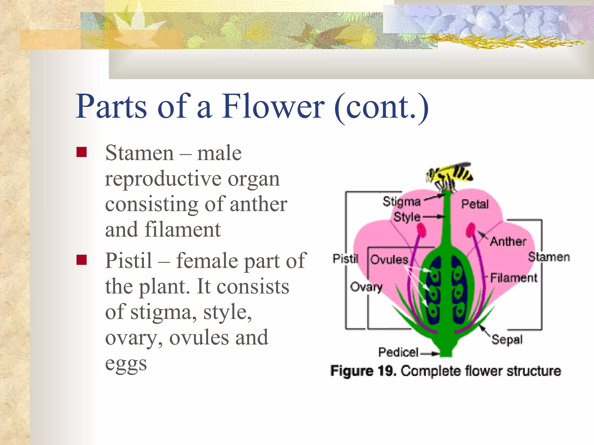 Parts of a Flower (cont.) Stamen – male reproductive organ consisting of anther and filament Pistil – female part of the plant. It consists of stigma, style, ovary, ovules and eggs 