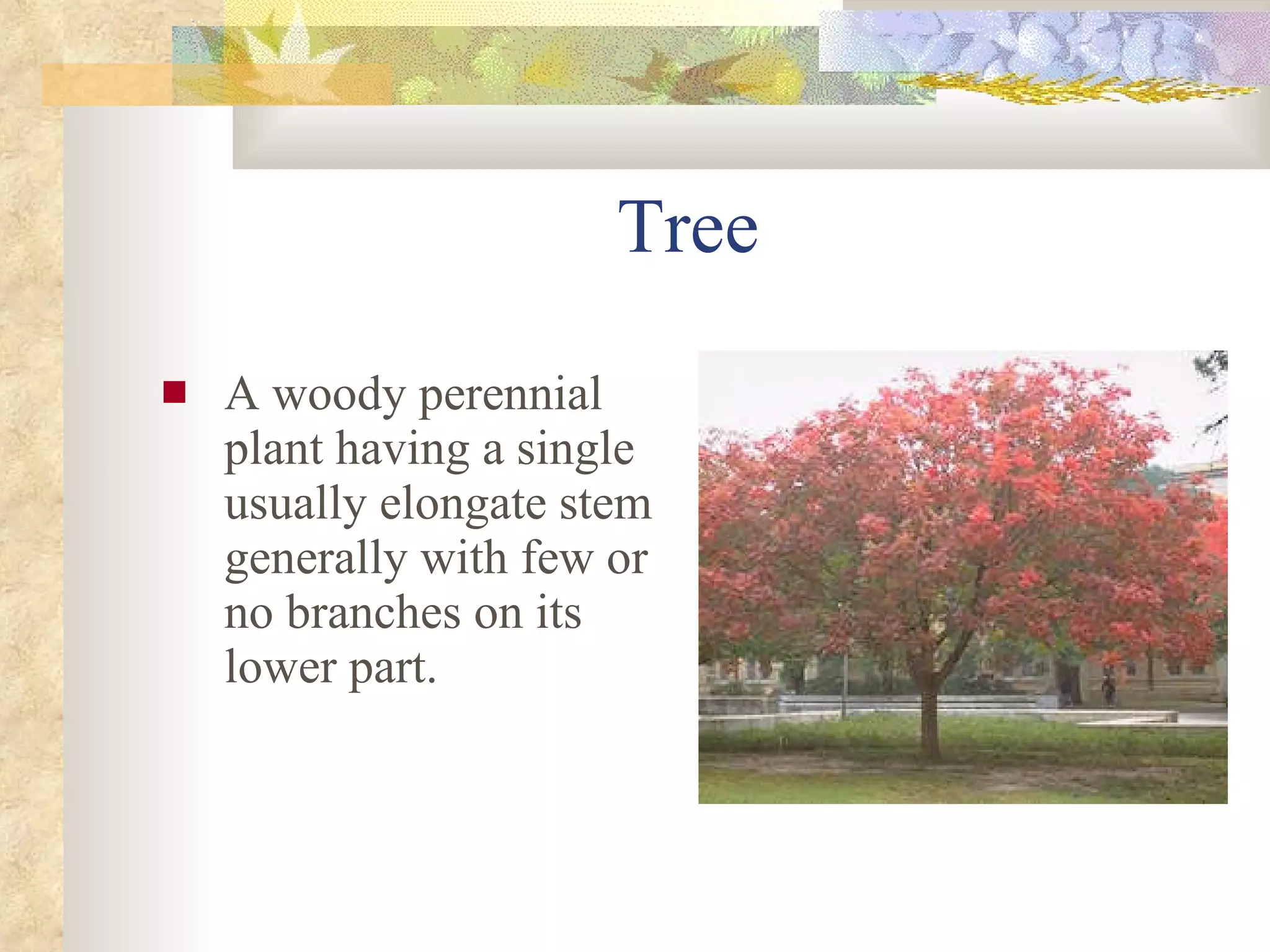 Tree A woody perennial plant having a single usually elongate stem generally with few or no branches on its lower part. 