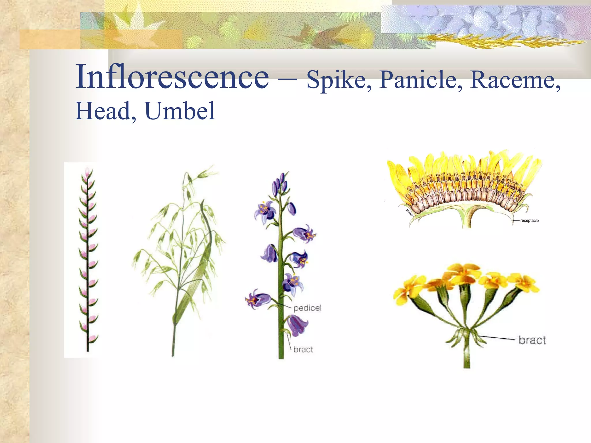 Inflorescence –  Spike, Panicle, Raceme, Head, Umbel 
