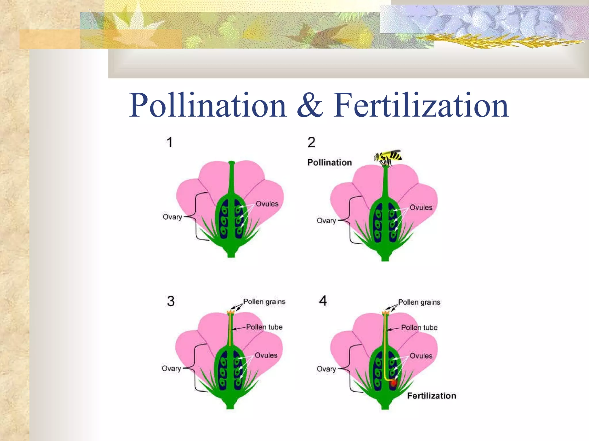 Pollination & Fertilization 