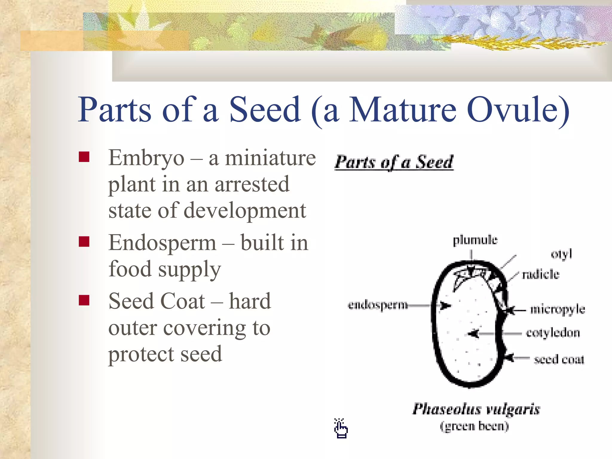 Parts of a Seed (a Mature Ovule) Embryo – a miniature plant in an arrested state of development Endosperm – built in food supply Seed Coat – hard outer covering to protect seed 