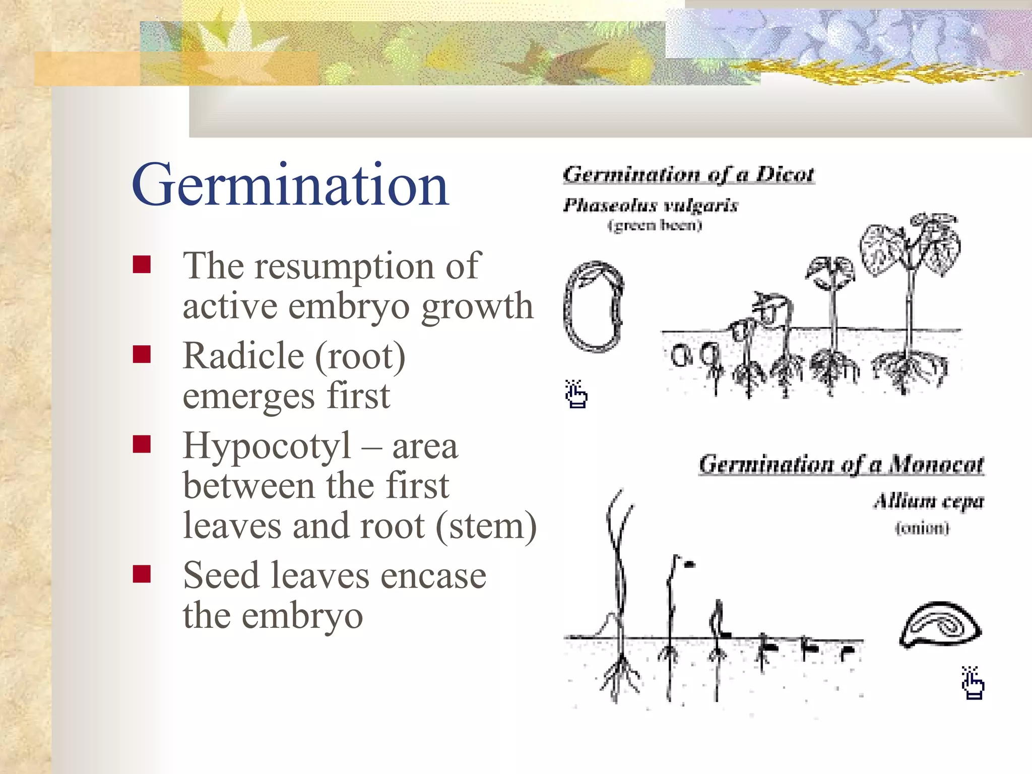 Germination The resumption of active embryo growth Radicle (root) emerges first Hypocotyl – area between the first leaves and root (stem) Seed leaves encase the embryo   