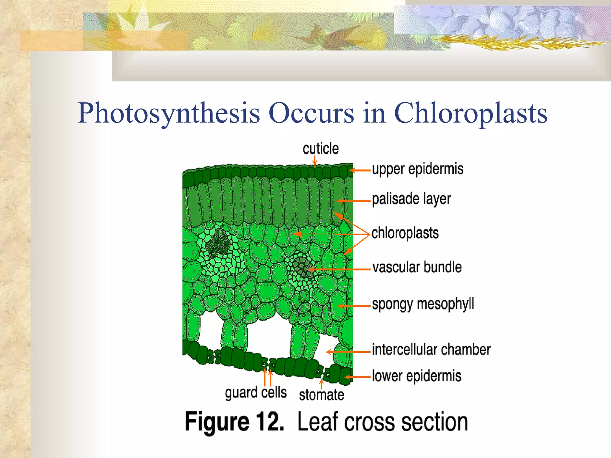 Photosynthesis Occurs in Chloroplasts 