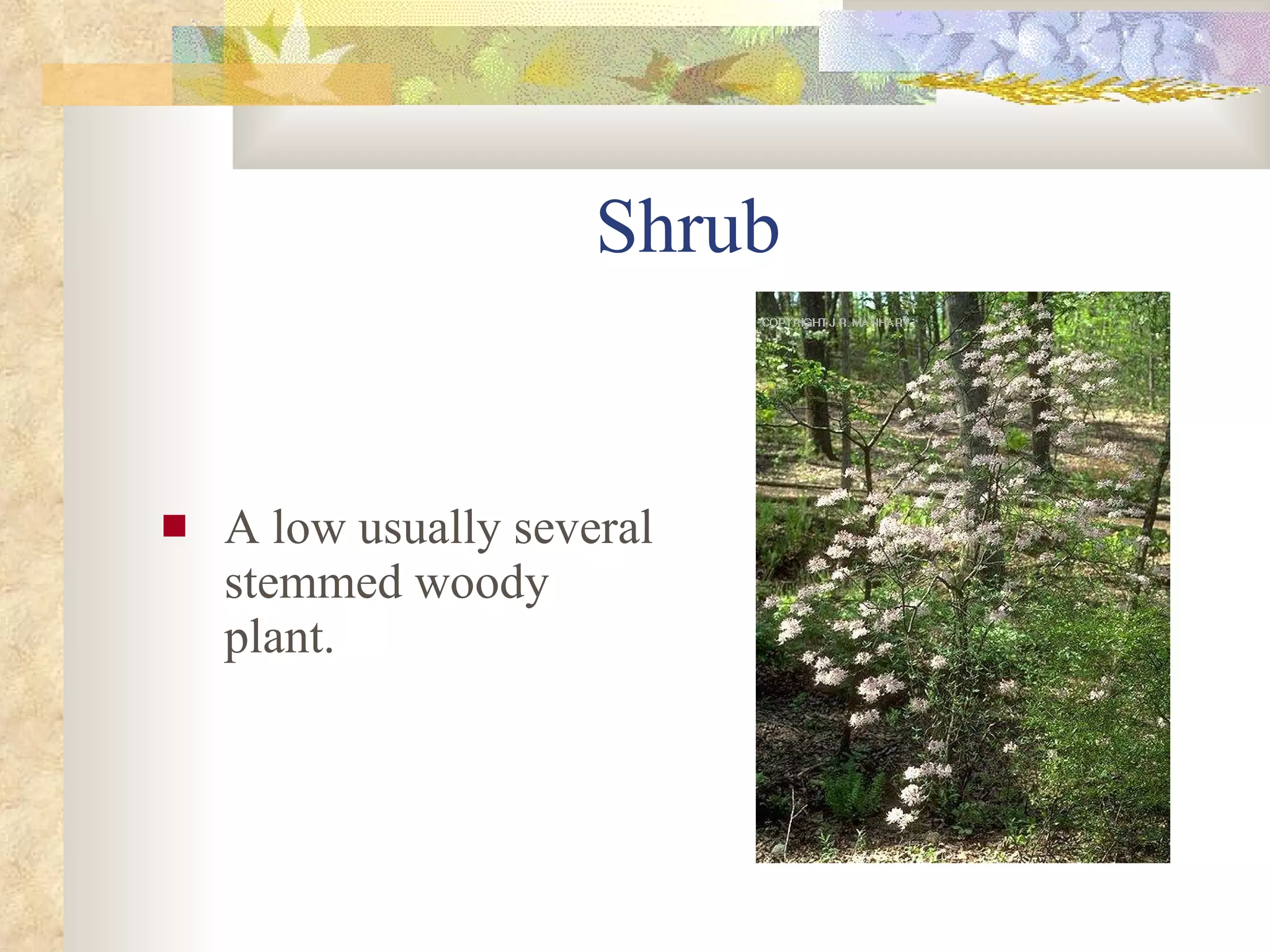 Shrub A low usually several stemmed woody plant. 