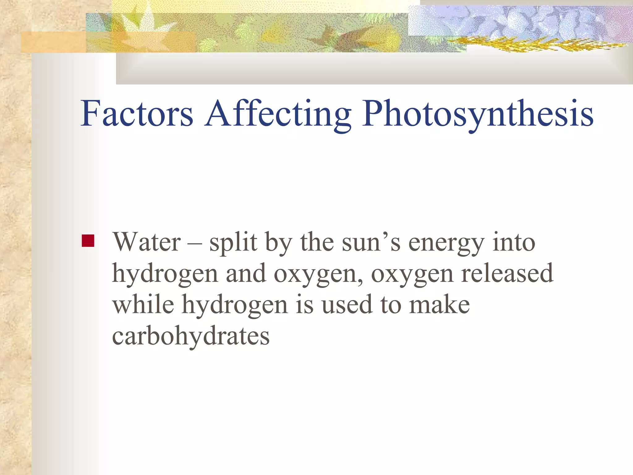 Factors Affecting Photosynthesis Water – split by the sun’s energy into hydrogen and oxygen, oxygen released while hydrogen is used to make carbohydrates 