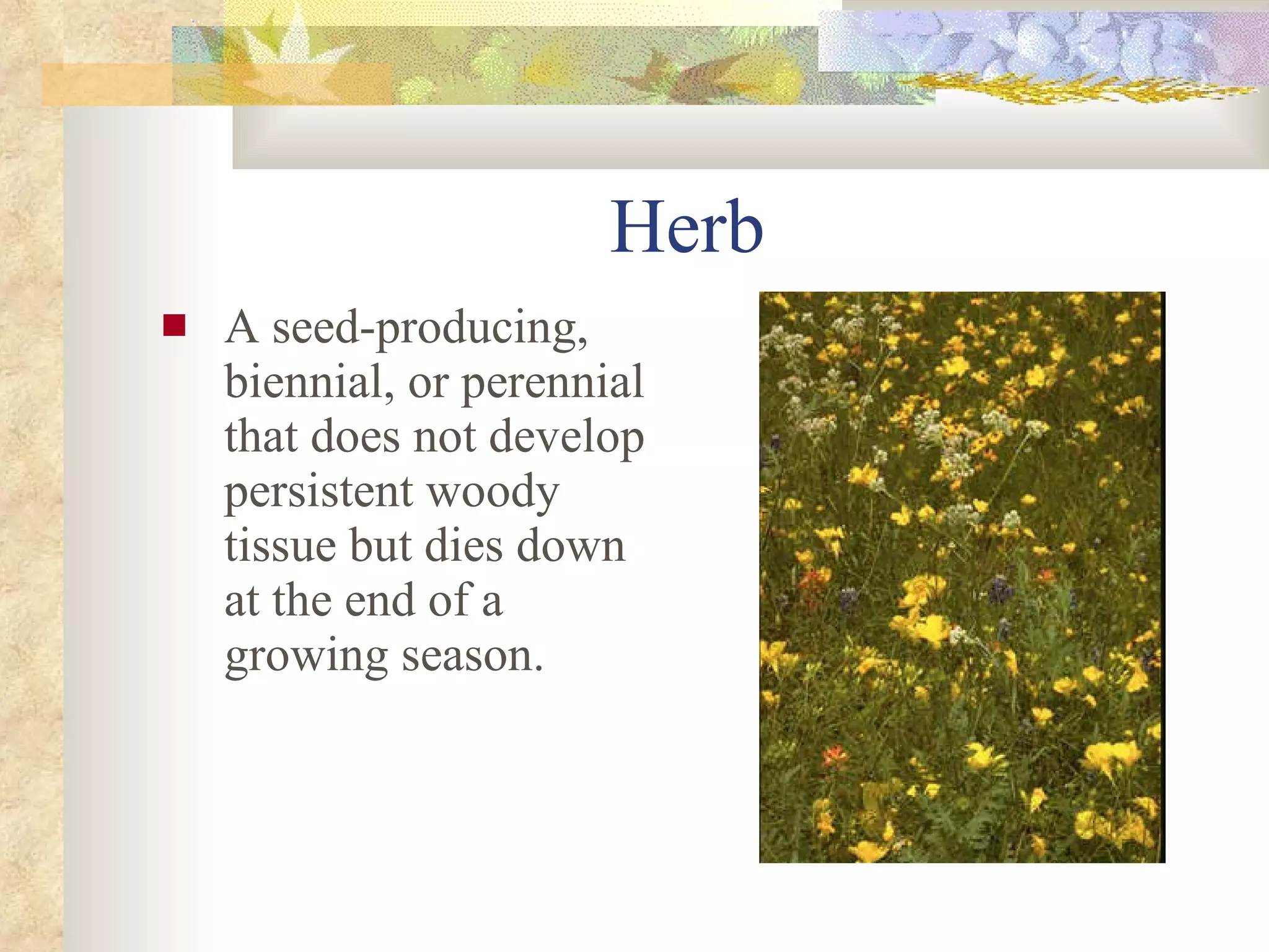 Herb A seed-producing, biennial, or perennial that does not develop persistent woody tissue but dies down at the end of a growing season. 