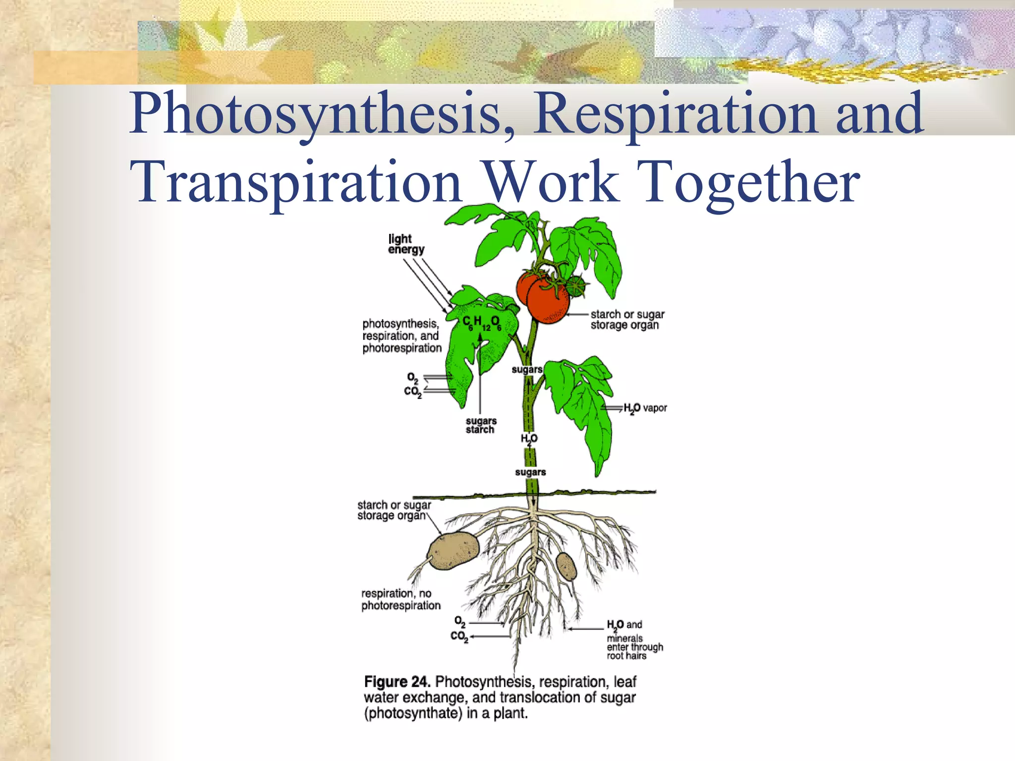 Photosynthesis, Respiration and Transpiration Work Together 