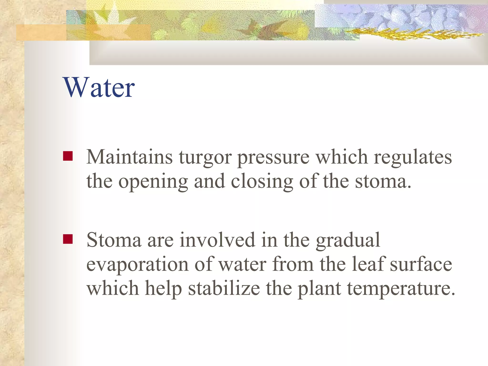 Water  Maintains turgor pressure which regulates the opening and closing of the stoma. Stoma are involved in the gradual evaporation of water from the leaf surface which help stabilize the plant temperature. 
