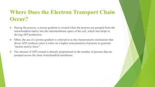 Botany_203_ppt[1].pptx