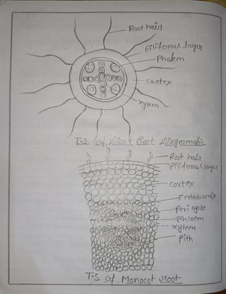 Botany 4th semester file By Sumit Kumar yadav.pdf