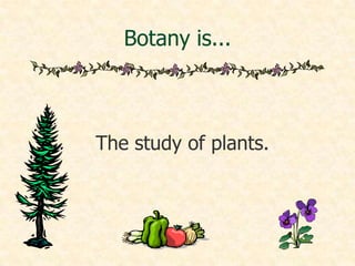 Botany anatomy jan 2012 | PPTX