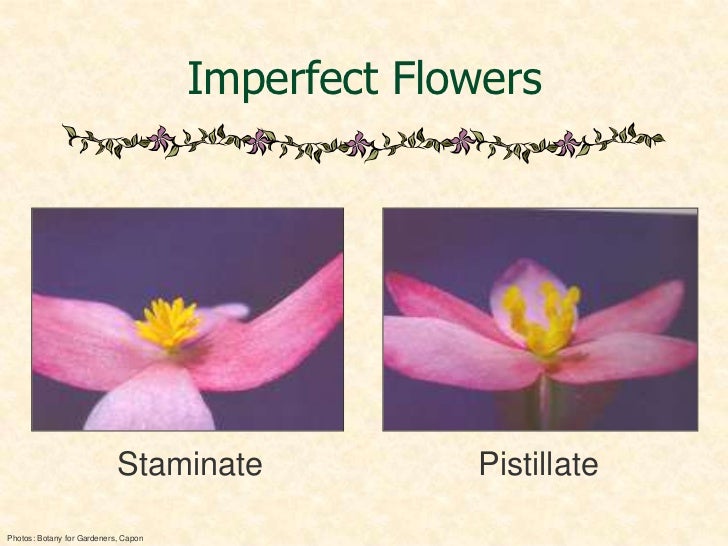 Botany anatomy jan 2012