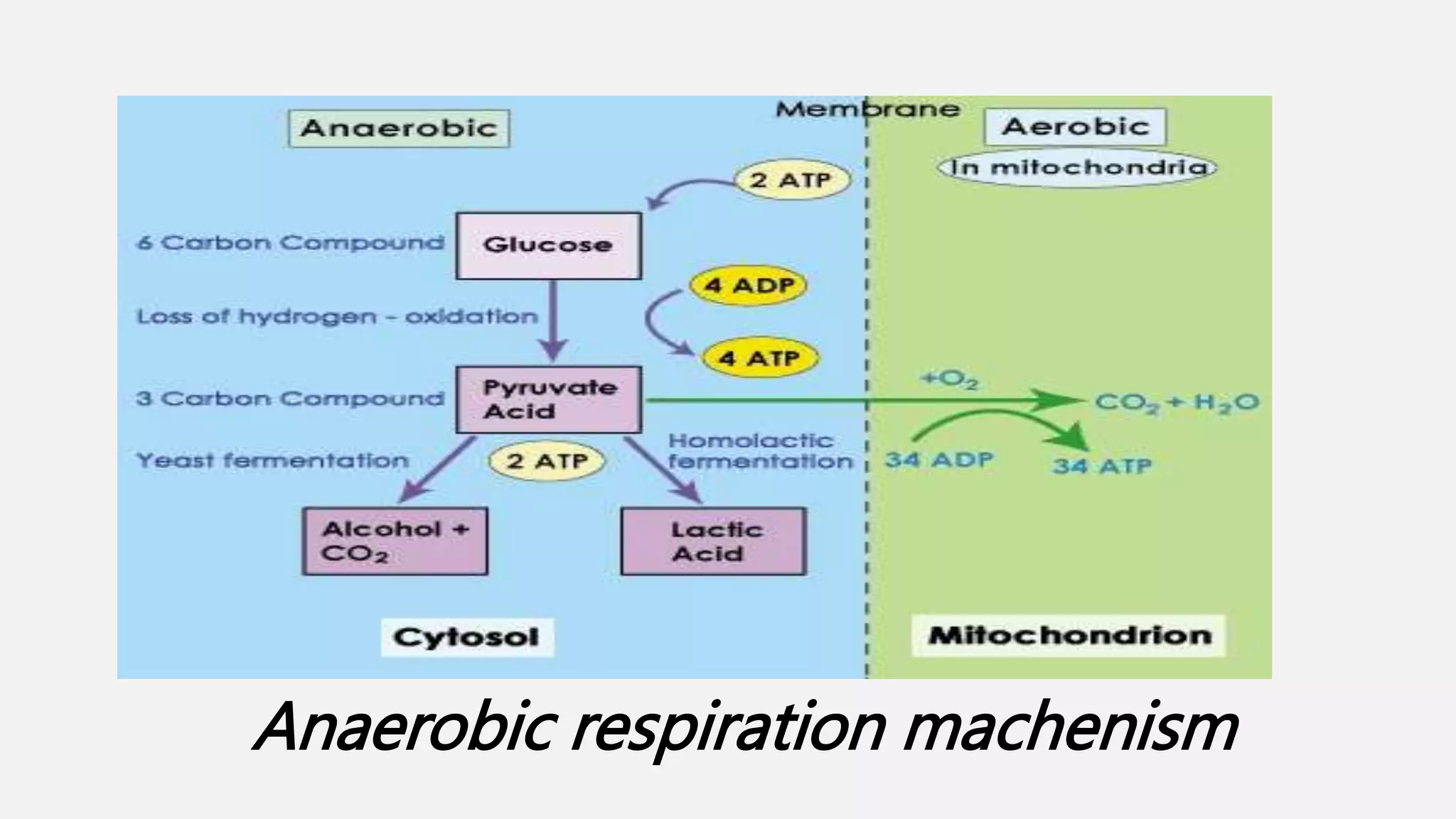 Anaerobic respiration machenism