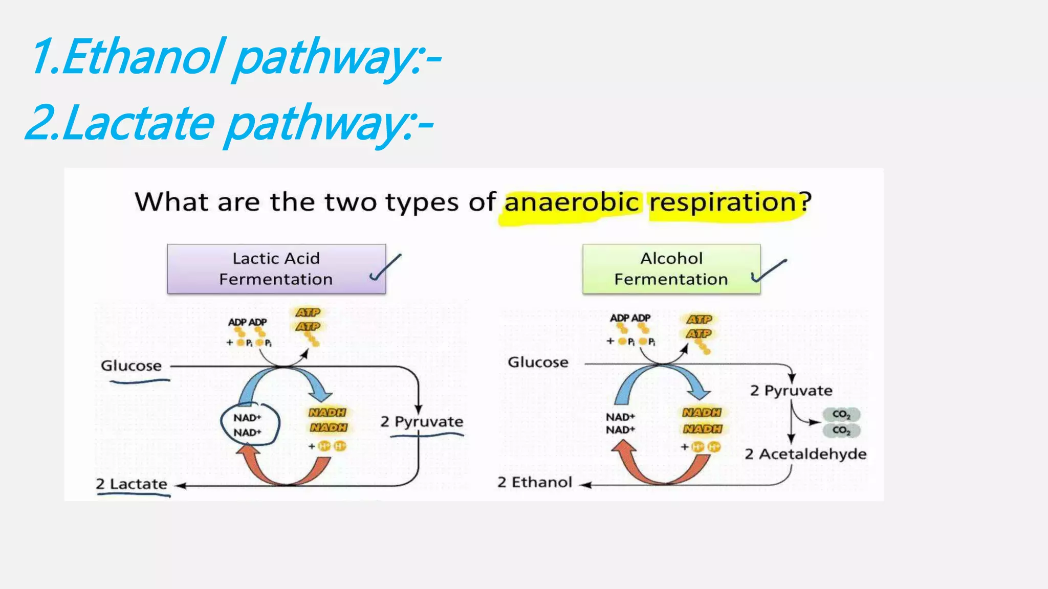 1.Ethanol pathway:-
2.Lactate pathway:-