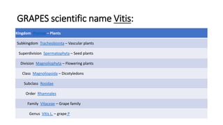 GRAPES scientific name Vitis:
Kingdom Plantae – Plants
Subkingdom Tracheobionta – Vascular plants
Superdivision Spermatophyta – Seed plants
Division Magnoliophyta – Flowering plants
Class Magnoliopsida – Dicotyledons
Subclass Rosidae
Order Rhamnales
Family Vitaceae – Grape family
Genus Vitis L. – grape P
 