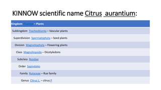 KINNOW scientific name Citrus aurantium:
Kingdom Plantae – Plants
Subkingdom Tracheobionta – Vascular plants
Superdivision Spermatophyta – Seed plants
Division Magnoliophyta – Flowering plants
Class Magnoliopsida – Dicotyledons
Subclass Rosidae
Order Sapindales
Family Rutaceae – Rue family
Genus Citrus L. – citrus P
 