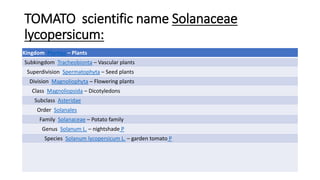 TOMATO scientific name Solanaceae
lycopersicum:
Kingdom Plantae – Plants
Subkingdom Tracheobionta – Vascular plants
Superdivision Spermatophyta – Seed plants
Division Magnoliophyta – Flowering plants
Class Magnoliopsida – Dicotyledons
Subclass Asteridae
Order Solanales
Family Solanaceae – Potato family
Genus Solanum L. – nightshade P
Species Solanum lycopersicum L. – garden tomato P
 