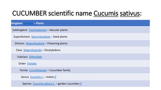 CUCUMBER scientific name Cucumis sativus:
Kingdom Plantae – Plants
Subkingdom Tracheobionta – Vascular plants
Superdivision Spermatophyta – Seed plants
Division Magnoliophyta – Flowering plants
Class Magnoliopsida – Dicotyledons
Subclass Dilleniidae
Order Violales
Family Cucurbitaceae – Cucumber family
Genus Cucumis L. – melon P
Species Cucumis sativus L. – garden cucumber P
 