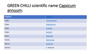 GREEN CHILLI scientific name Capsicum
annuum:
Kingdom: Plantae
Clade: Tracheophytes
Clade: Angiosperms
Clade: Eudicots
Clade: Asterids
Order: Solanales
Family: Solanaceae
Genus: Capsicum
Species: C. annuum
 