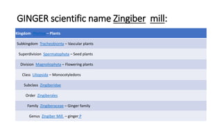 GINGER scientific name Zingiber mill:
Kingdom Plantae – Plants
Subkingdom Tracheobionta – Vascular plants
Superdivision Spermatophyta – Seed plants
Division Magnoliophyta – Flowering plants
Class Liliopsida – Monocotyledons
Subclass Zingiberidae
Order Zingiberales
Family Zingiberaceae – Ginger family
Genus Zingiber Mill. – ginger P
 