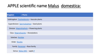 APPLE scientific name Malus domestica:
Kingdom Plantae – Plants
Subkingdom Tracheobionta – Vascular plants
Superdivision Spermatophyta – Seed plants
Division Magnoliophyta – Flowering plants
Class Magnoliopsida – Dicotyledons
Subclass Rosidae
Order Rosales
Family Rosaceae – Rose family
Genus Malus Mill. – apple P
 
