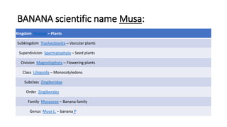 BANANA scientific name Musa:
Kingdom Plantae – Plants
Subkingdom Tracheobionta – Vascular plants
Superdivision Spermatophyta – Seed plants
Division Magnoliophyta – Flowering plants
Class Liliopsida – Monocotyledons
Subclass Zingiberidae
Order Zingiberales
Family Musaceae – Banana family
Genus Musa L. – banana P
 