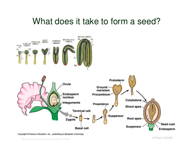 botany for gardeners 2014 how do seeds form