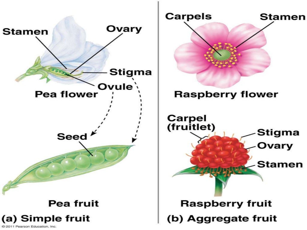 Botany fruits