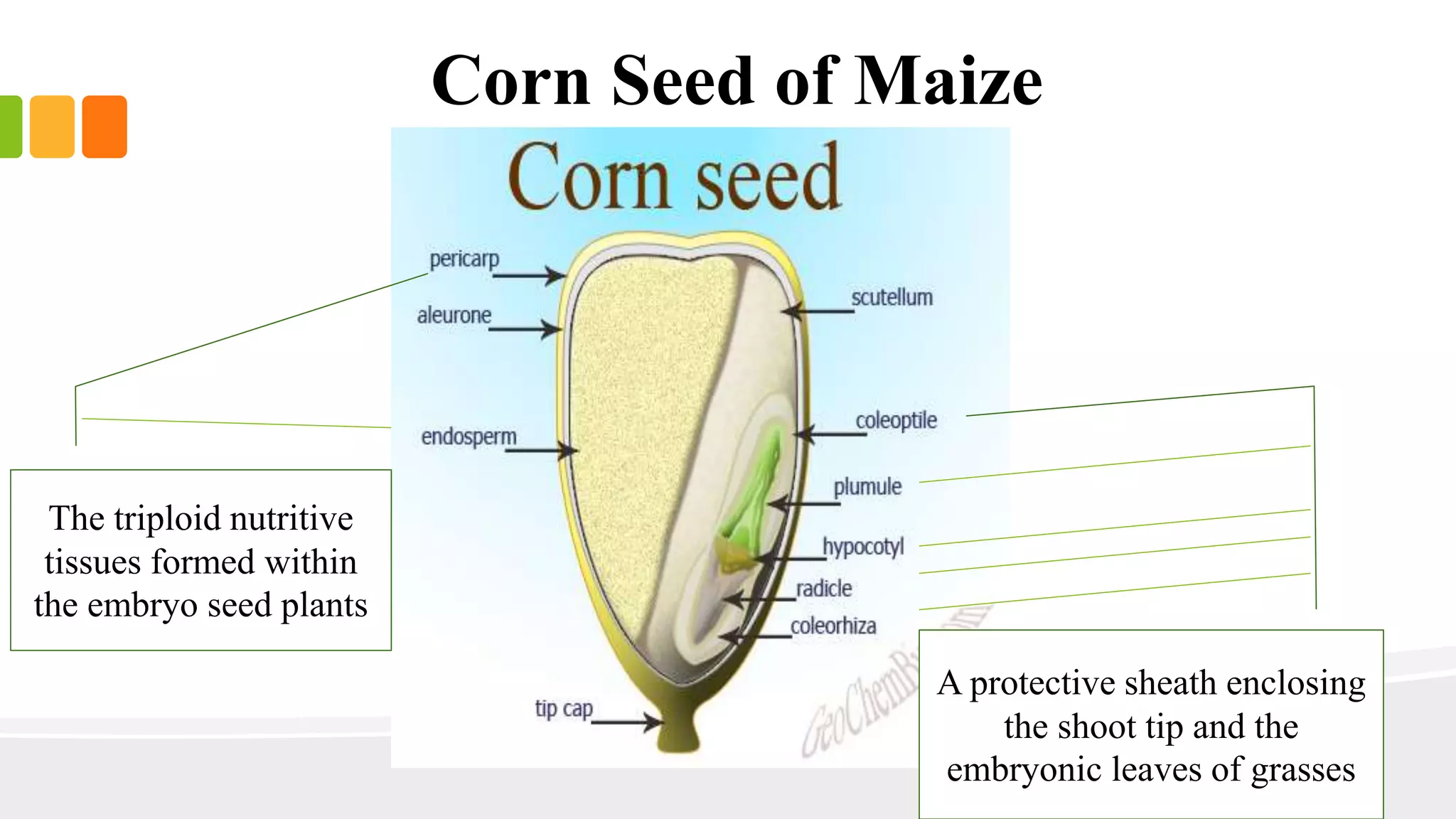 Corn Seed of Maize 
A protective sheath enclosing 
the shoot tip and the 
embryonic leaves of grasses 
The triploid nutritive 
tissues formed within 
the embryo seed plants 
 