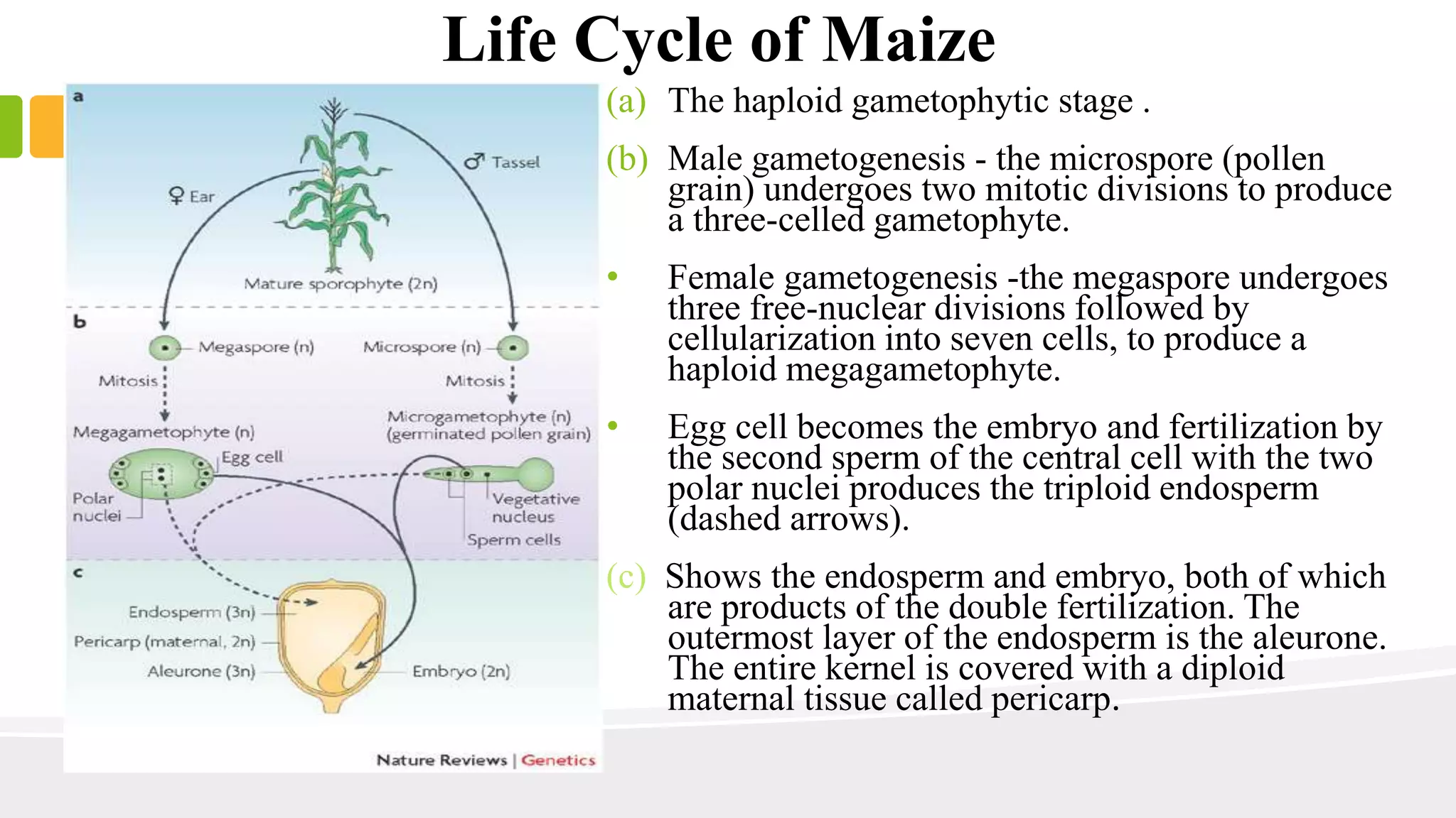 Life Cycle of Maize 
(a) The haploid gametophytic stage . 
(b) Male gametogenesis - the microspore (pollen 
grain) undergoes two mitotic divisions to produce 
a three-celled gametophyte. 
• Female gametogenesis -the megaspore undergoes 
three free-nuclear divisions followed by 
cellularization into seven cells, to produce a 
haploid megagametophyte. 
• Egg cell becomes the embryo and fertilization by 
the second sperm of the central cell with the two 
polar nuclei produces the triploid endosperm 
(dashed arrows). 
(c) Shows the endosperm and embryo, both of which 
are products of the double fertilization. The 
outermost layer of the endosperm is the aleurone. 
The entire kernel is covered with a diploid 
maternal tissue called pericarp. 
 