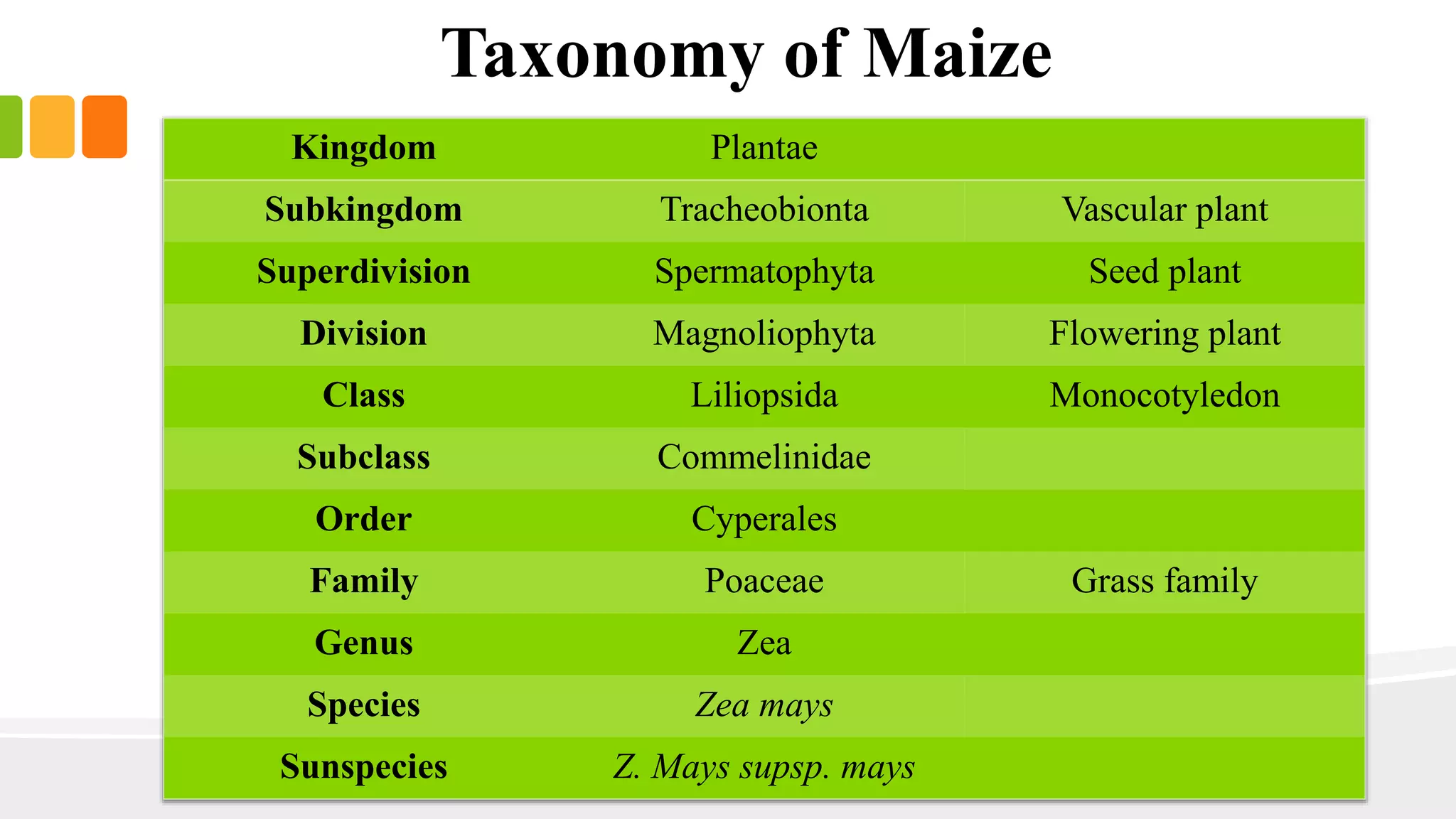Taxonomy of Maize 
Kingdom Plantae 
Subkingdom Tracheobionta Vascular plant 
Superdivision Spermatophyta Seed plant 
Division Magnoliophyta Flowering plant 
Class Liliopsida Monocotyledon 
Subclass Commelinidae 
Order Cyperales 
Family Poaceae Grass family 
Genus Zea 
Species Zea mays 
Sunspecies Z. Mays supsp. mays 
 