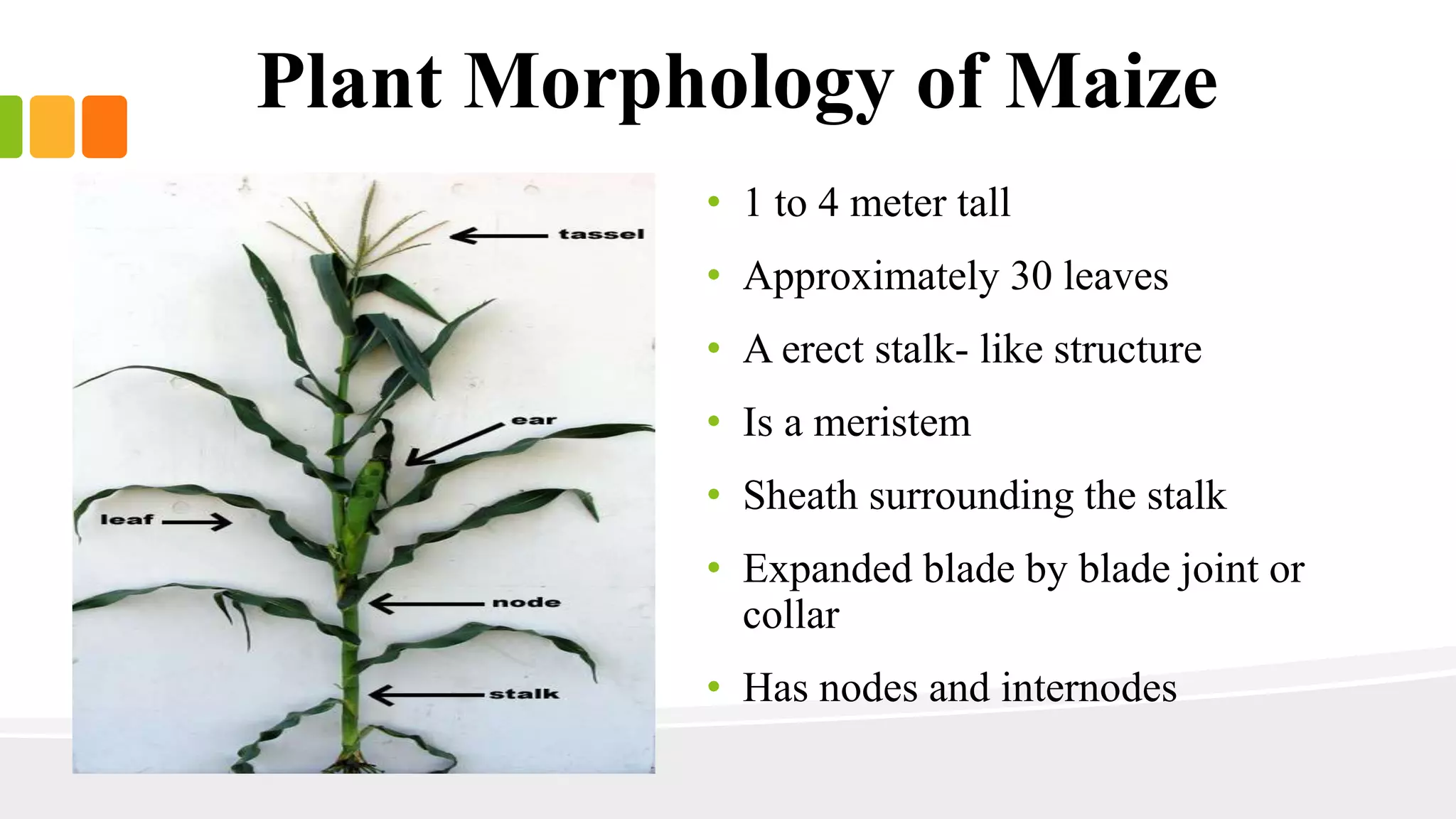 Plant Morphology of Maize 
• 1 to 4 meter tall 
• Approximately 30 leaves 
• A erect stalk- like structure 
• Is a meristem 
• Sheath surrounding the stalk 
• Expanded blade by blade joint or 
collar 
• Has nodes and internodes 
 