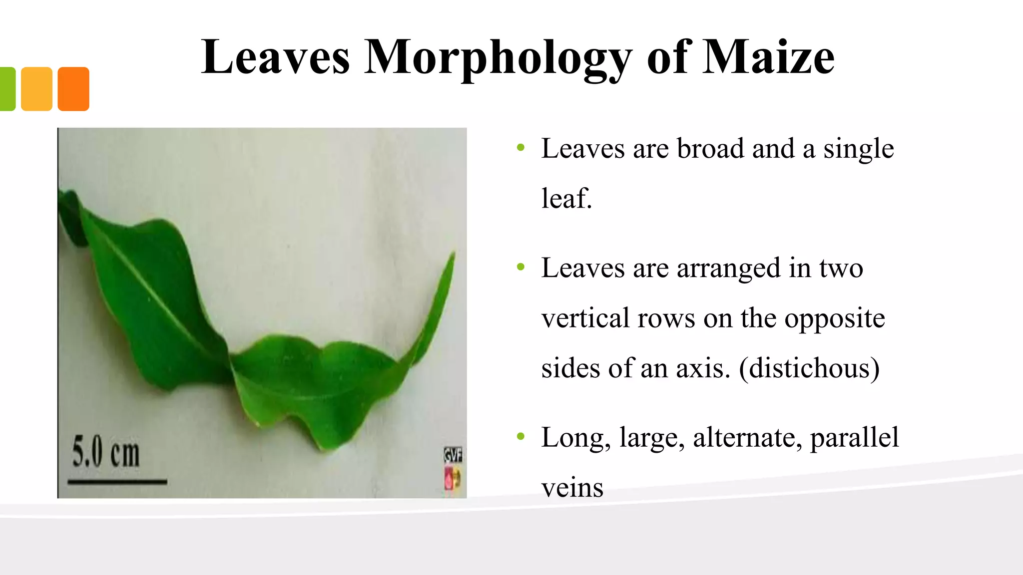 Leaves Morphology of Maize 
• Leaves are broad and a single 
leaf. 
• Leaves are arranged in two 
vertical rows on the opposite 
sides of an axis. (distichous) 
• Long, large, alternate, parallel 
veins 
 
