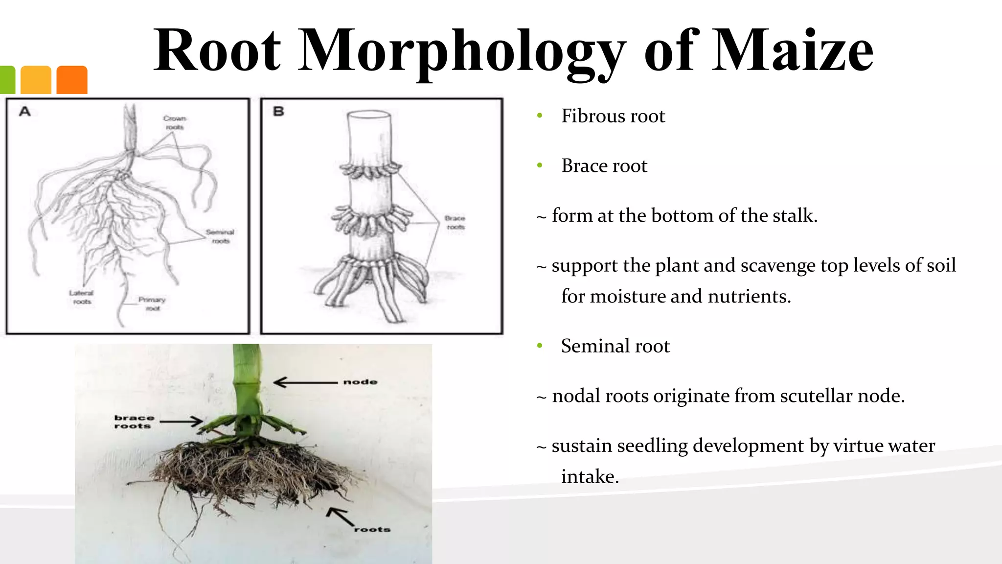 Root Morphology of Maize 
• Fibrous root 
• Brace root 
~ form at the bottom of the stalk. 
~ support the plant and scavenge top levels of soil 
for moisture and nutrients. 
• Seminal root 
~ nodal roots originate from scutellar node. 
~ sustain seedling development by virtue water 
intake. 
 
