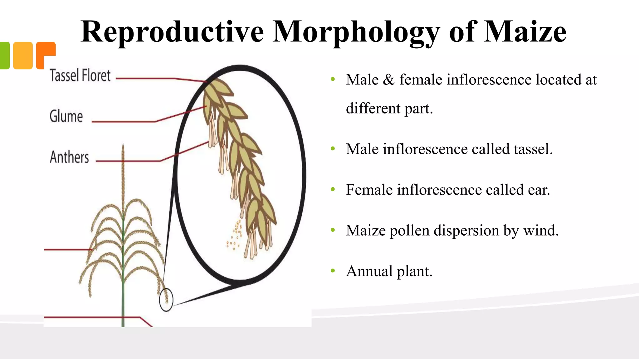 Reproductive Morphology of Maize 
• Male & female inflorescence located at 
different part. 
• Male inflorescence called tassel. 
• Female inflorescence called ear. 
• Maize pollen dispersion by wind. 
• Annual plant. 
 