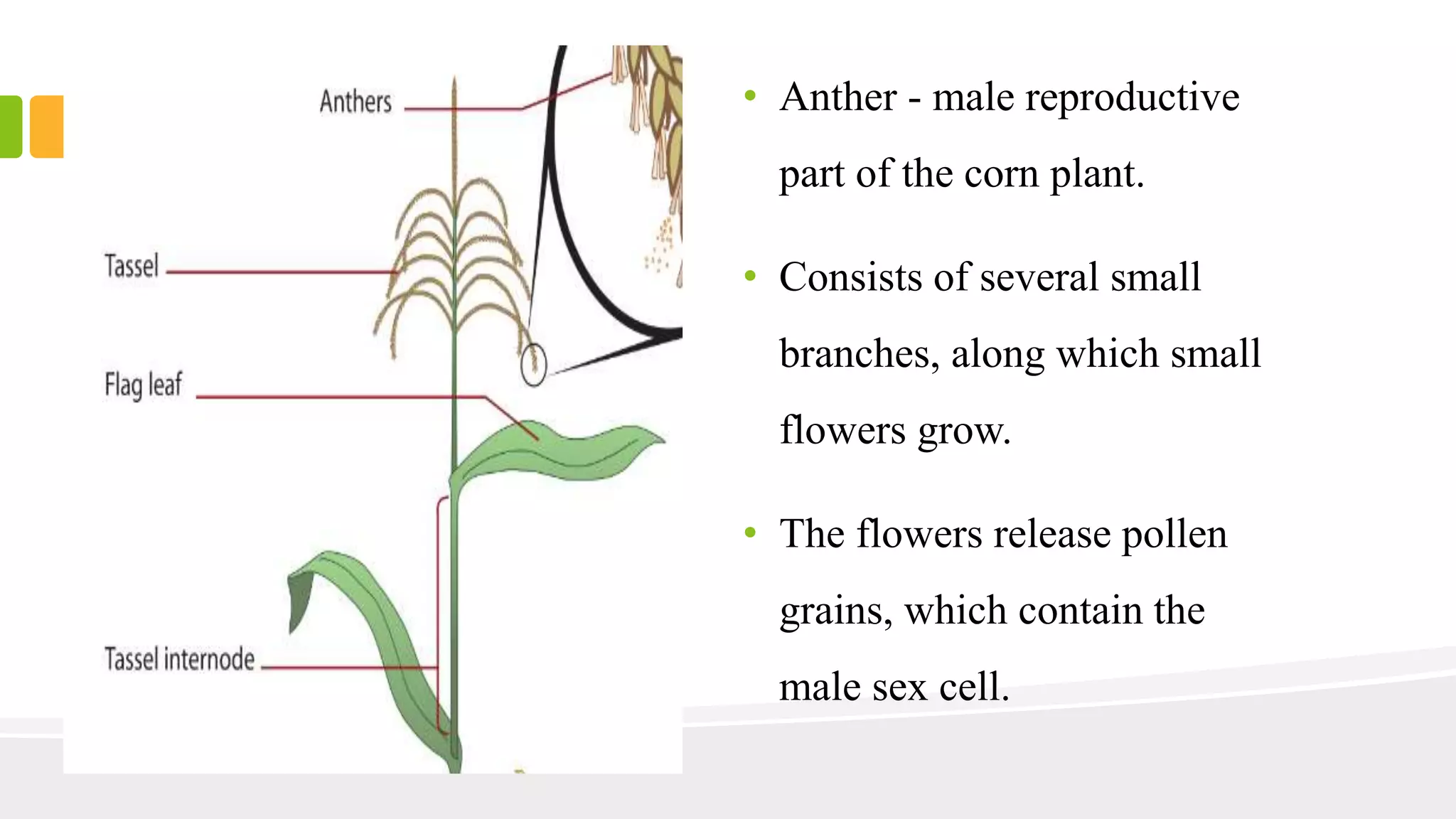• Anther - male reproductive 
part of the corn plant. 
• Consists of several small 
branches, along which small 
flowers grow. 
• The flowers release pollen 
grains, which contain the 
male sex cell. 
 