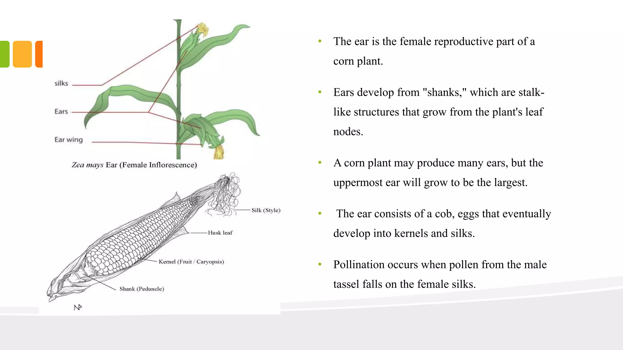 • The ear is the female reproductive part of a 
corn plant. 
• Ears develop from "shanks," which are stalk-like 
structures that grow from the plant's leaf 
nodes. 
• A corn plant may produce many ears, but the 
uppermost ear will grow to be the largest. 
• The ear consists of a cob, eggs that eventually 
develop into kernels and silks. 
• Pollination occurs when pollen from the male 
tassel falls on the female silks. 
 